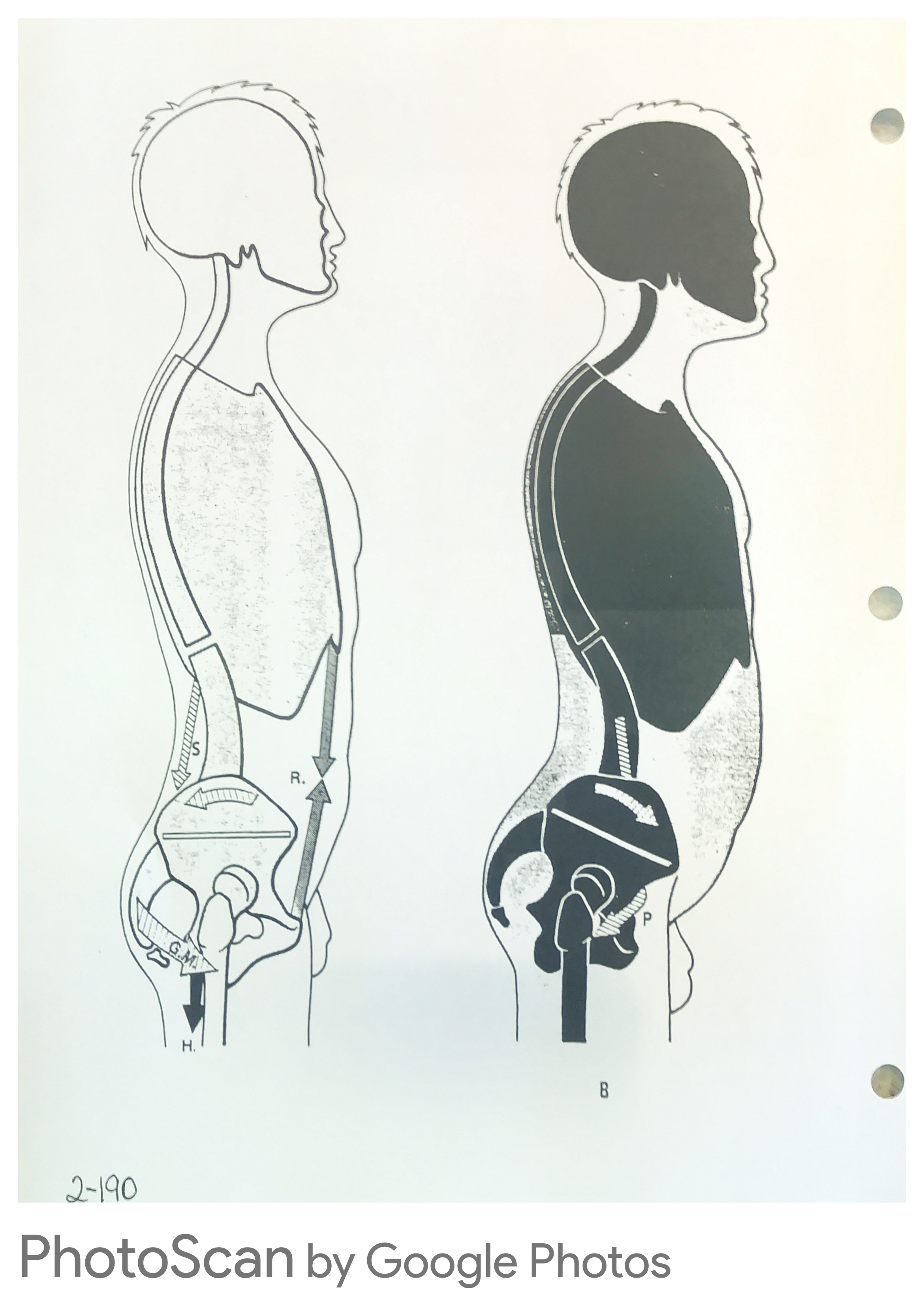 Gravity effect on visceral organs — neutral posture vs. poor posture organ compression