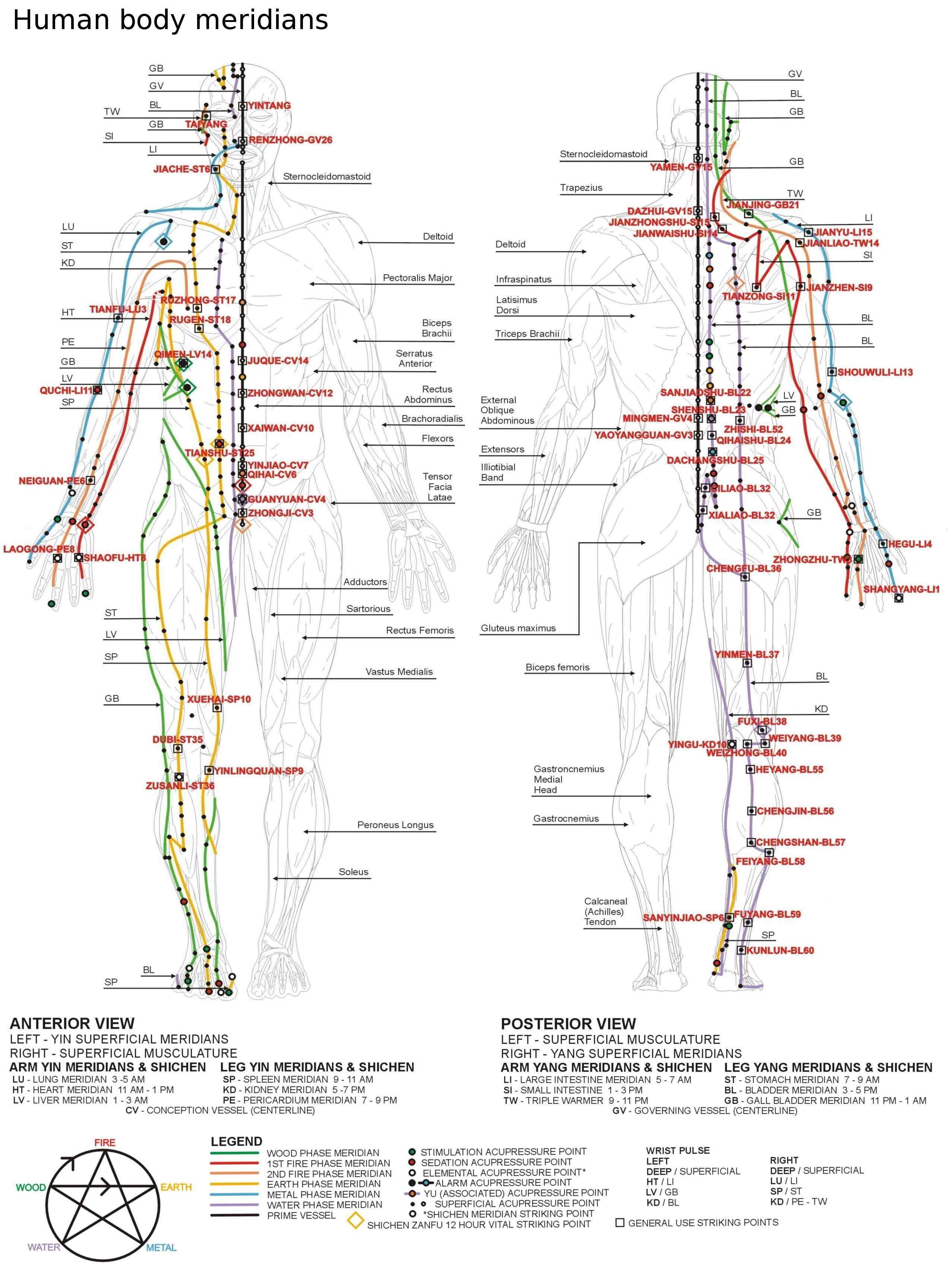Human body meridians — anterior and posterior view with TCM acupressure points