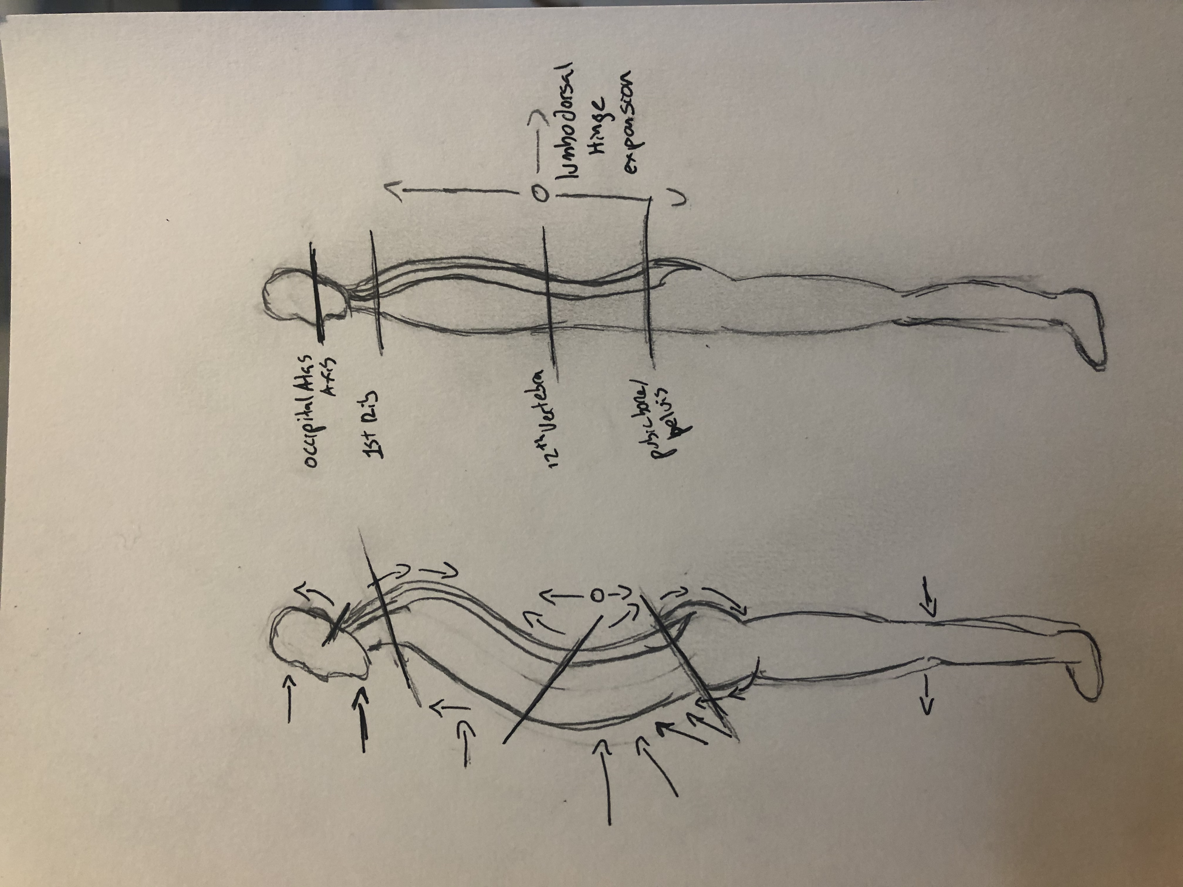 LDH expansion diagram — supine view with occiput, 1st rib, 12th vertebra, pelvis landmarks