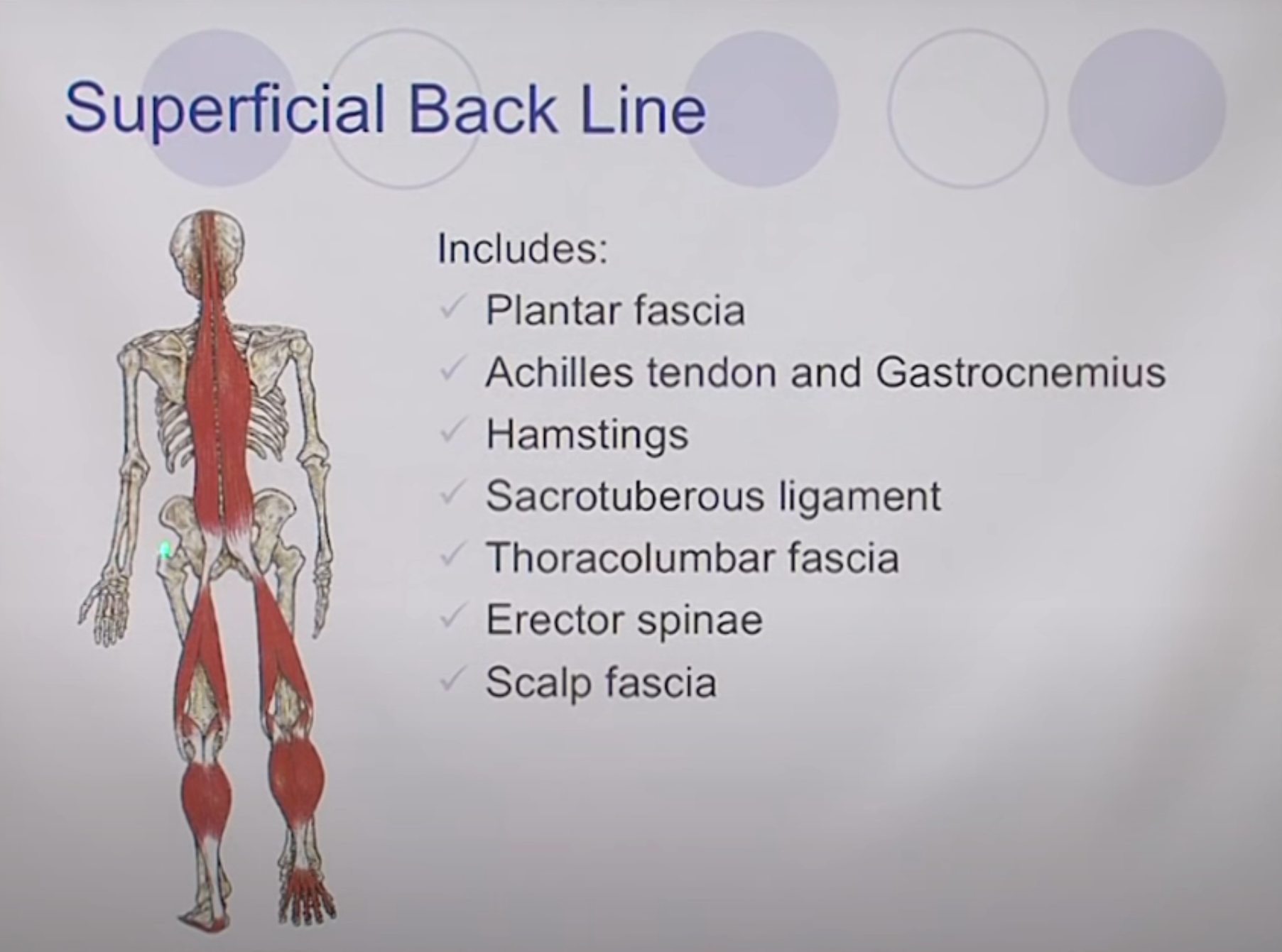 Superficial Back Line — plantar fascia through erectors to scalp fascia