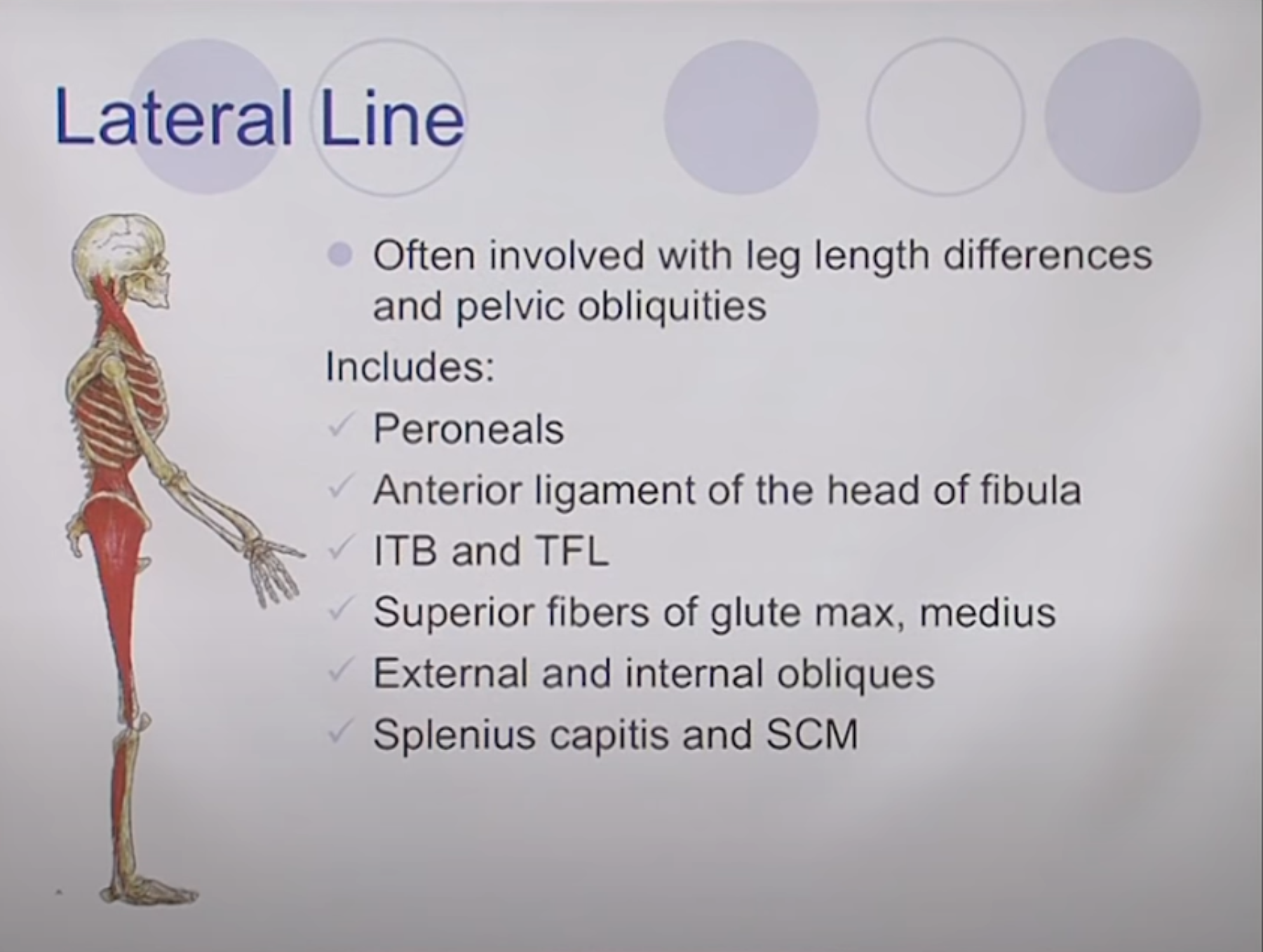 Lateral Line — peroneals through ITB/TFL to SCM