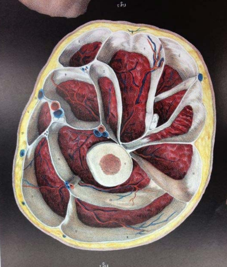 Cross-section of the thigh — compartments showing quads, hamstrings, adductors, and neurovascular bundles
