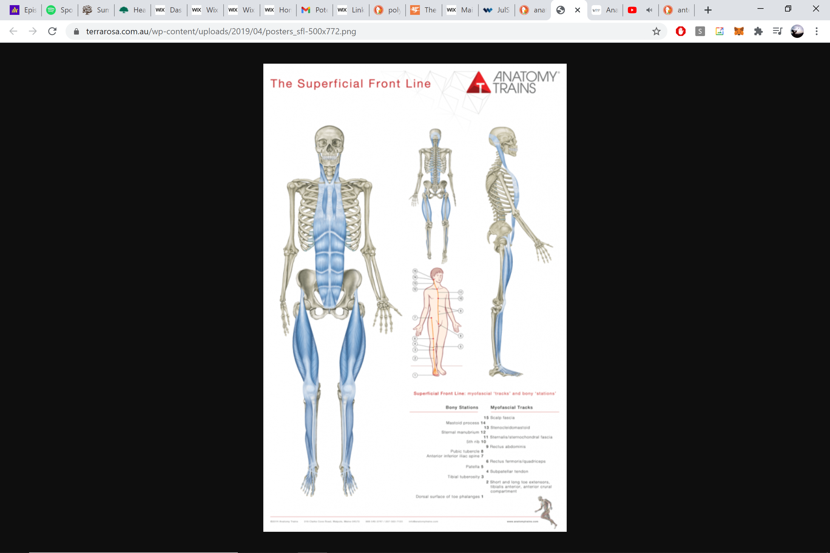 Superficial Front Line — toe extensors through rectus abdominis to SCM and scalp