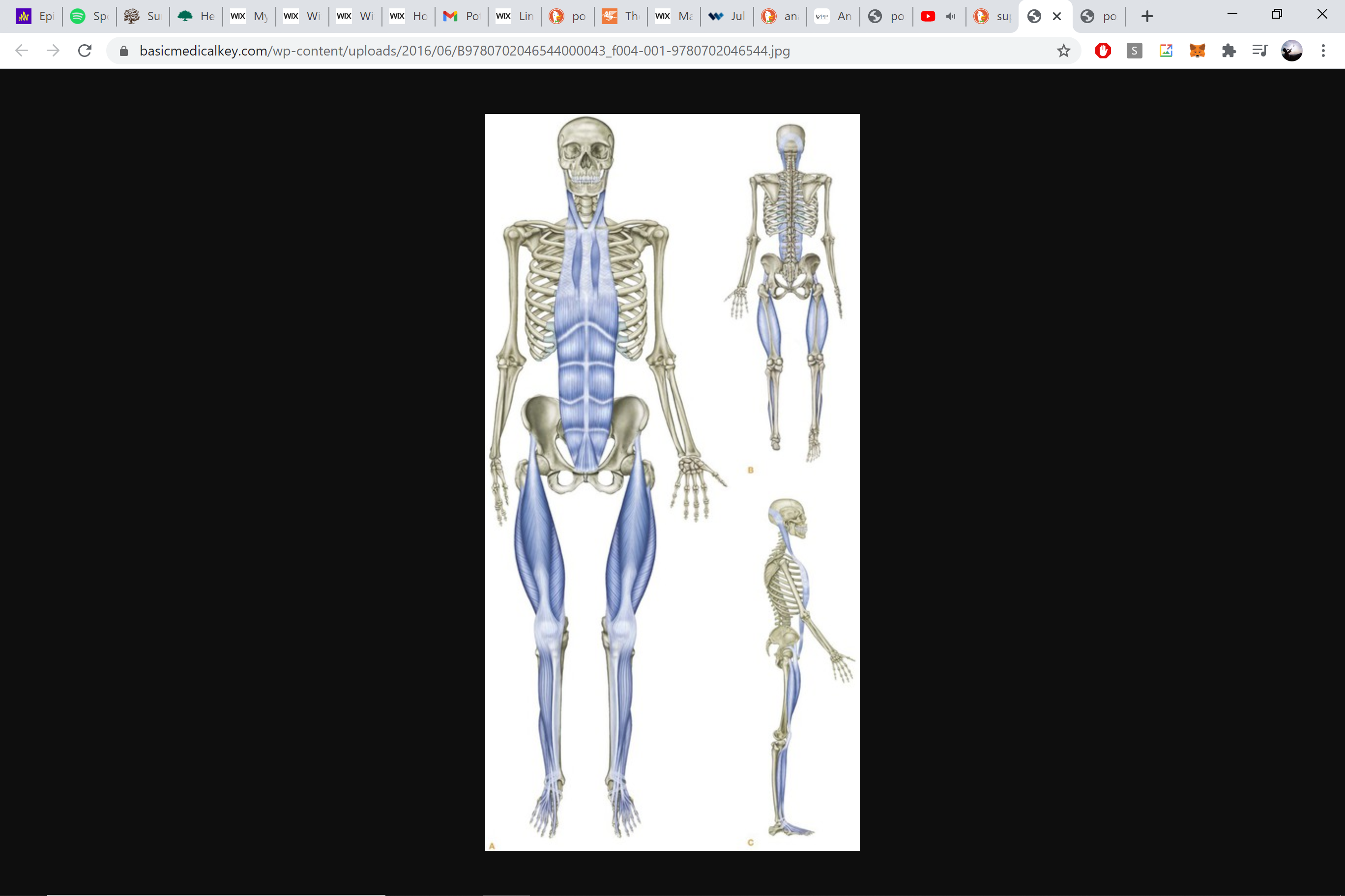 Anatomy Trains — Superficial Front Line full diagram