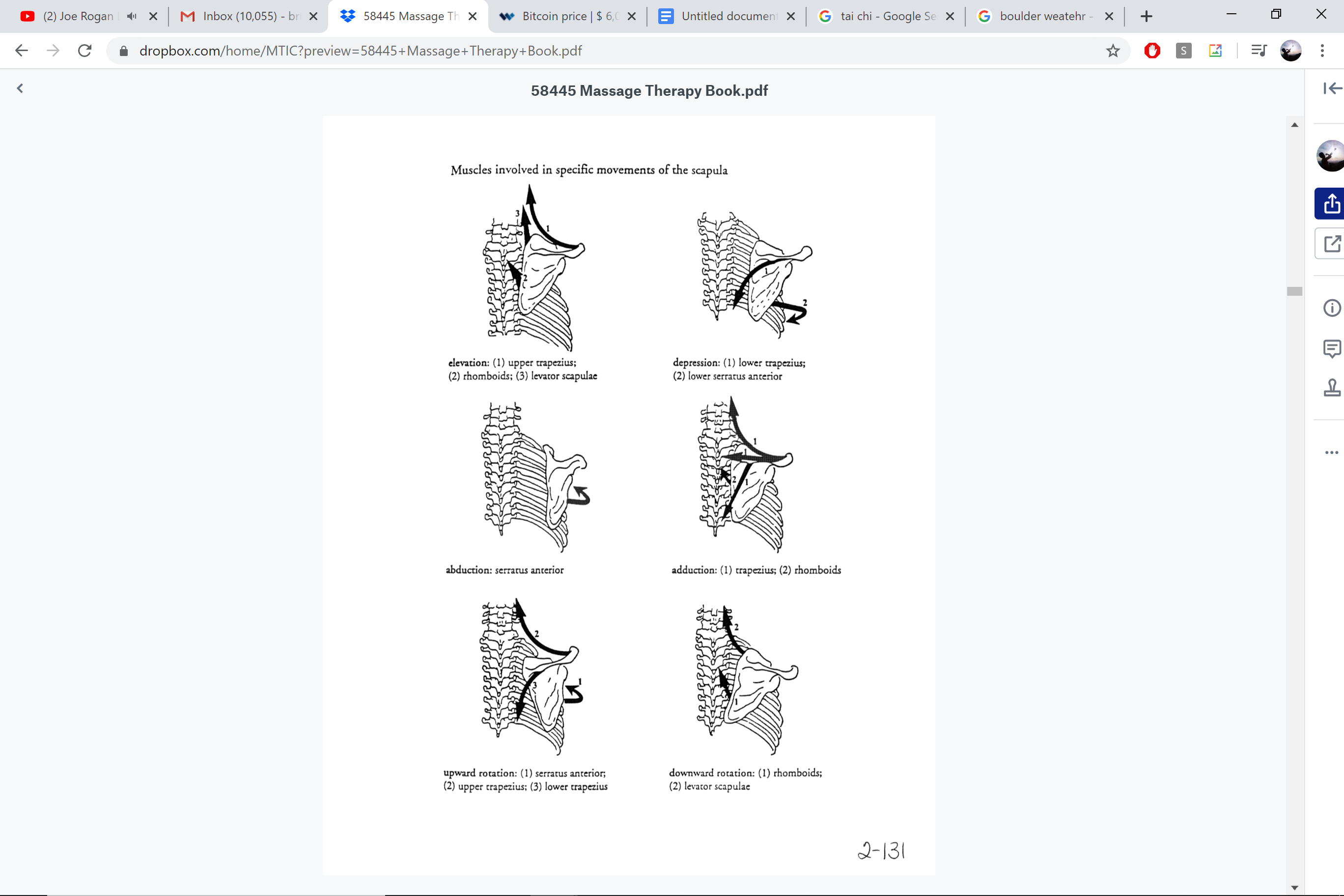 Muscles involved in scapular movement — elevation, depression, abduction, adduction, upward and downward rotation
